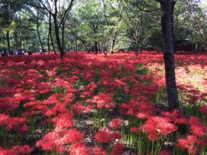 kinchakuda sightseeing lily tokyo