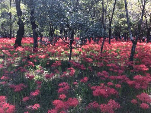 kinchakuda sightseeing lily